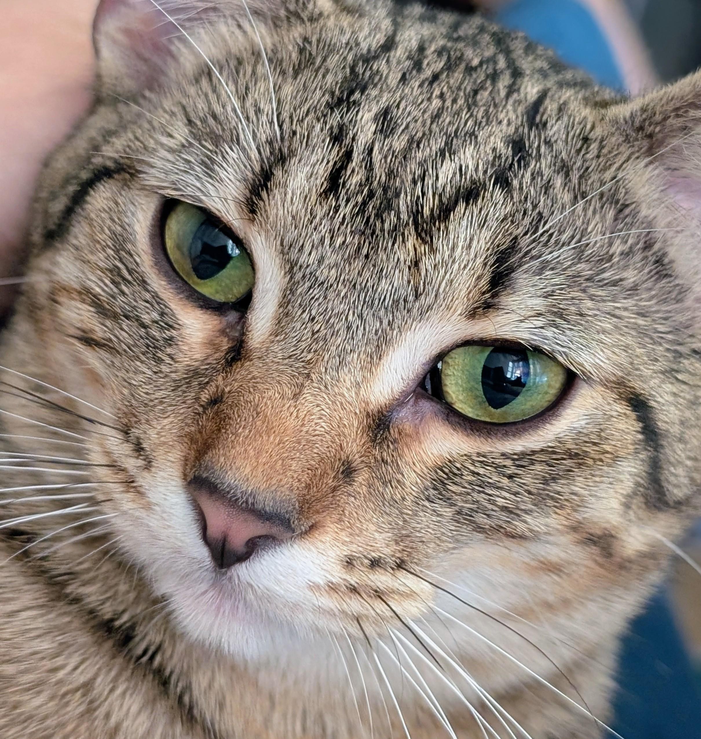 Enlarge Venus, a Adoptable Domestic Short Hair in Johnsburg, IL image 3/5