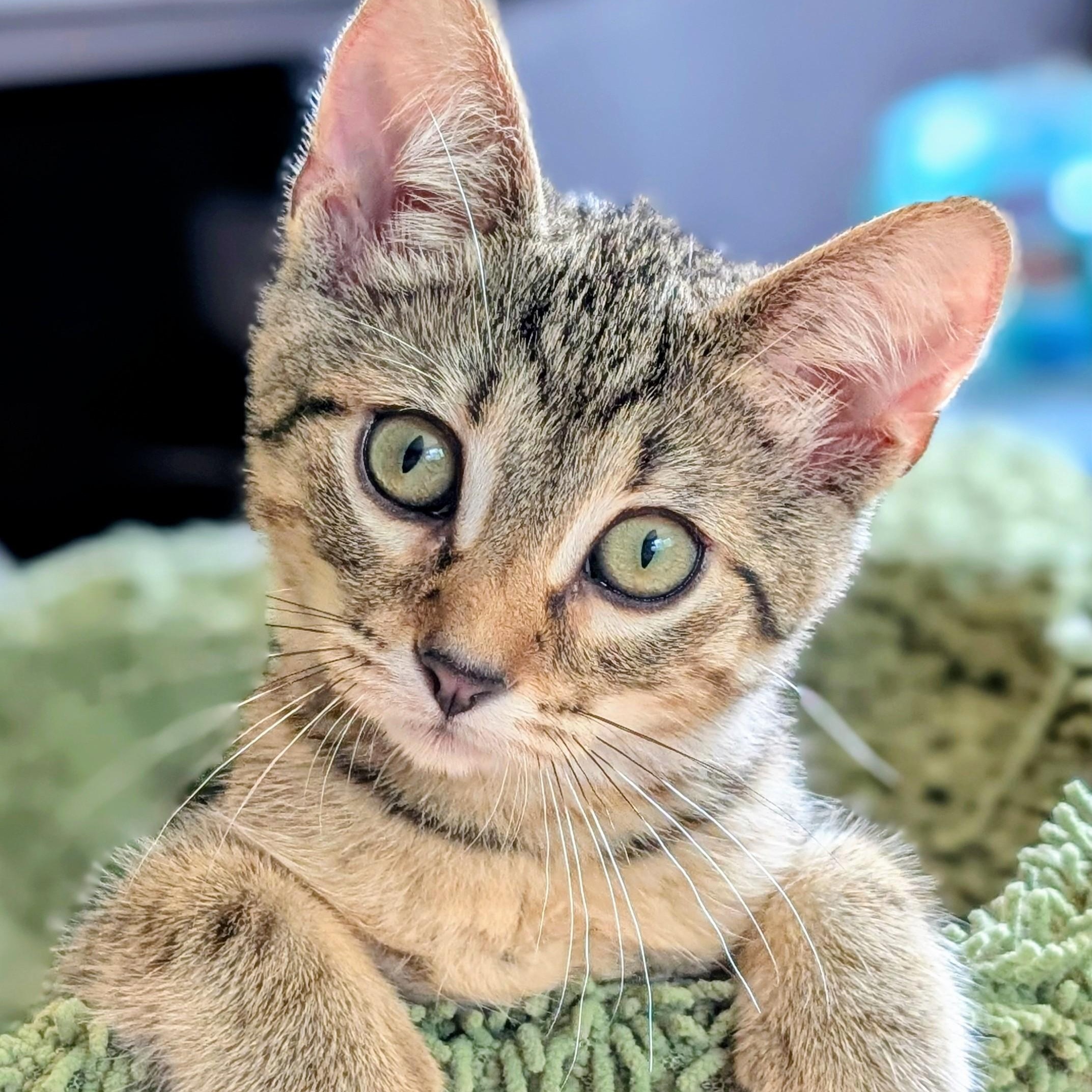 Enlarge Venus, a Adoptable Domestic Short Hair in Johnsburg, IL image 5/5