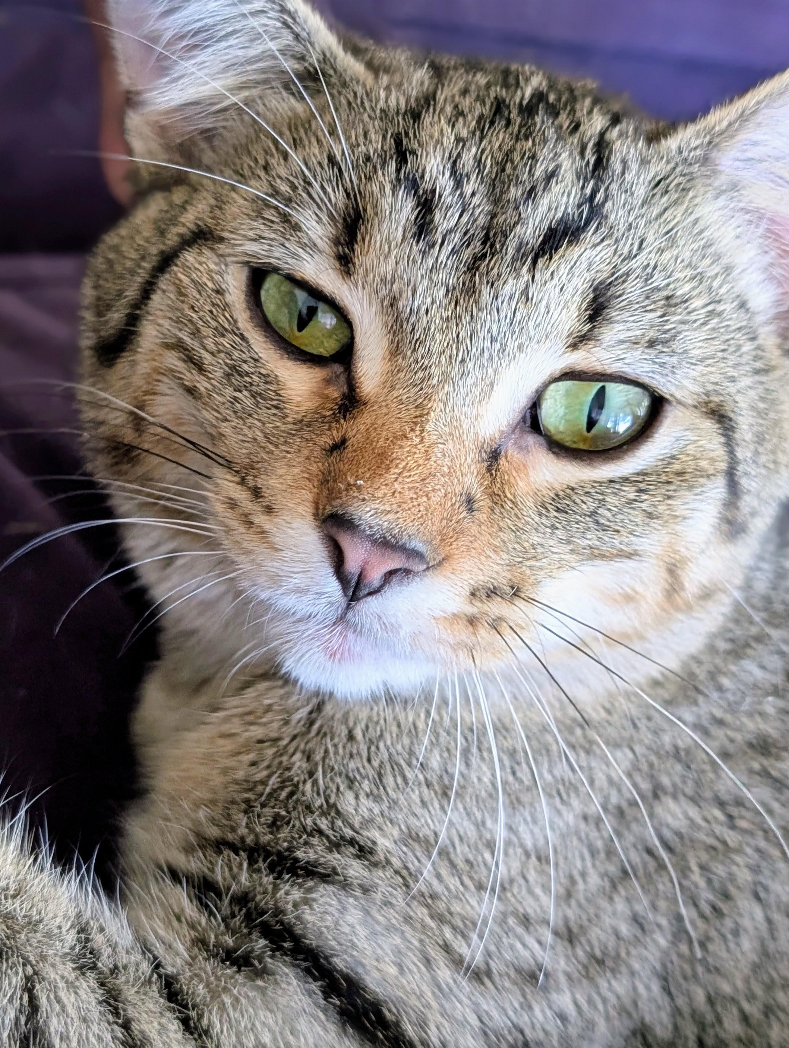 Enlarge Venus, a Adoptable Domestic Short Hair in Johnsburg, IL image 2/5