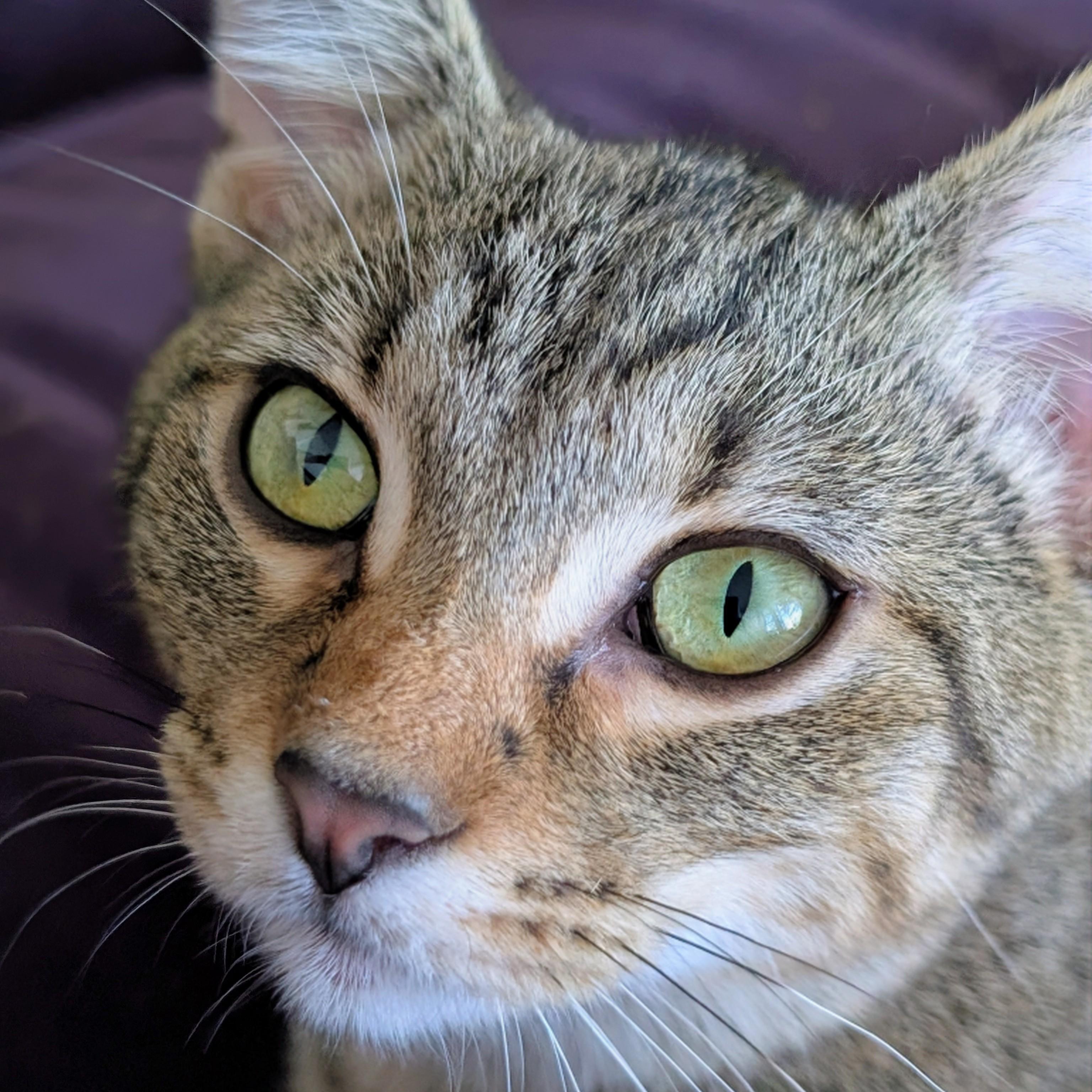 Enlarge Venus, a Adoptable Domestic Short Hair in Johnsburg, IL image 4/5