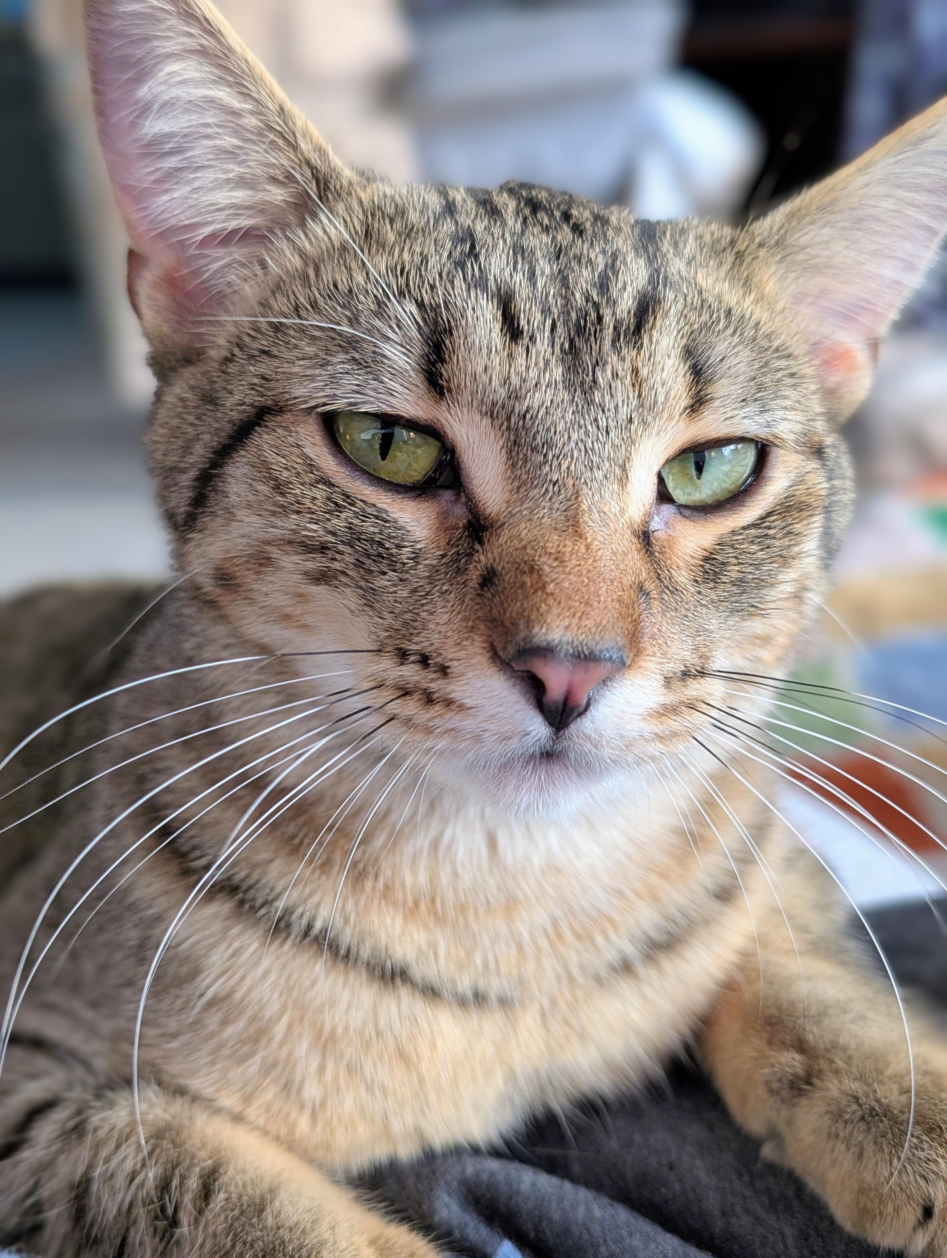 Enlarge Venus, an adoptable Domestic Short Hair in Johnsburg, IL image 2/5