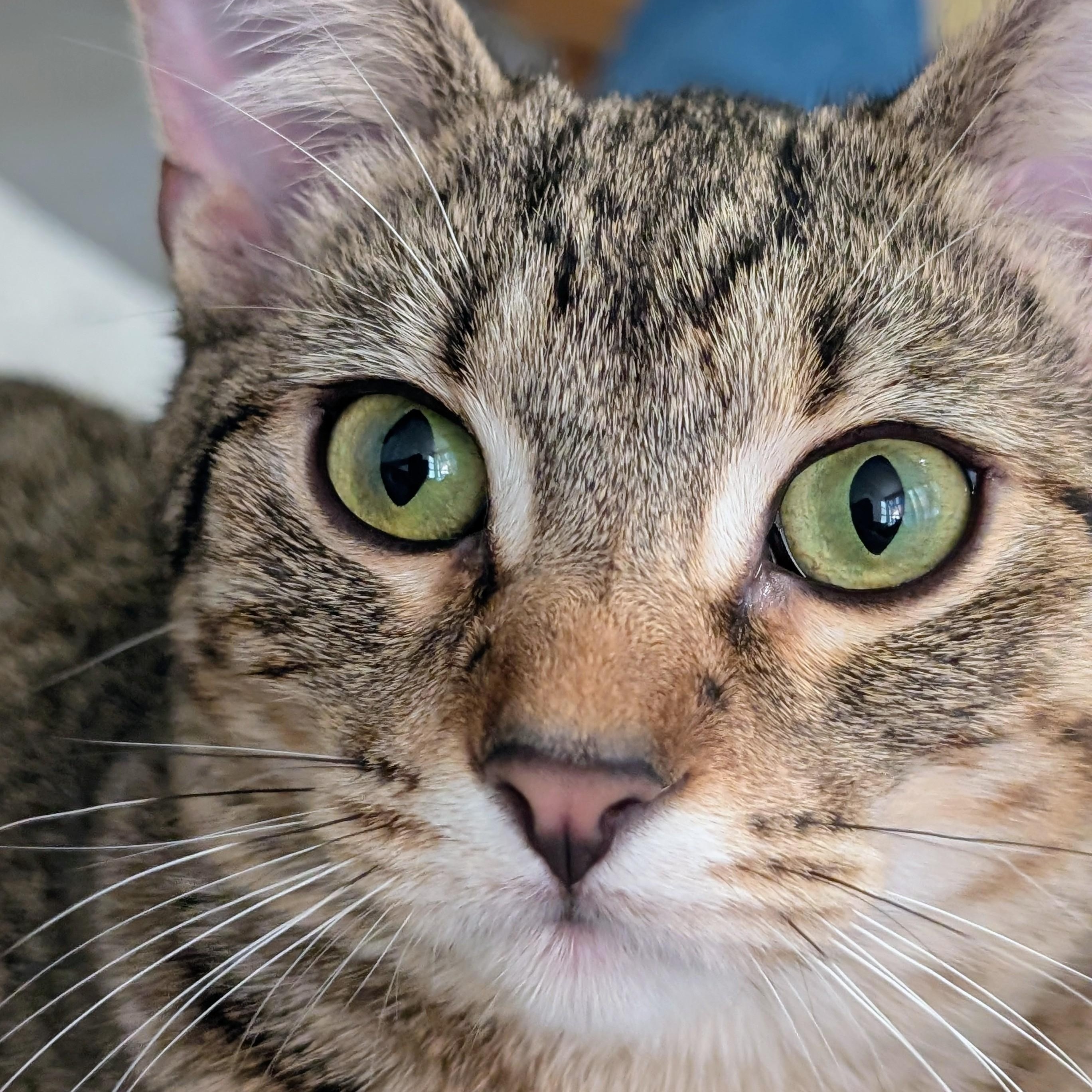 Enlarge Venus, a Adoptable Domestic Short Hair in Johnsburg, IL image 1/5