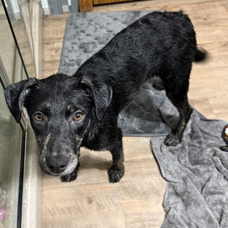 Enlarge Pumpkin, a ADOPTABLE mixed breed in Grand Island, NE image 2/4