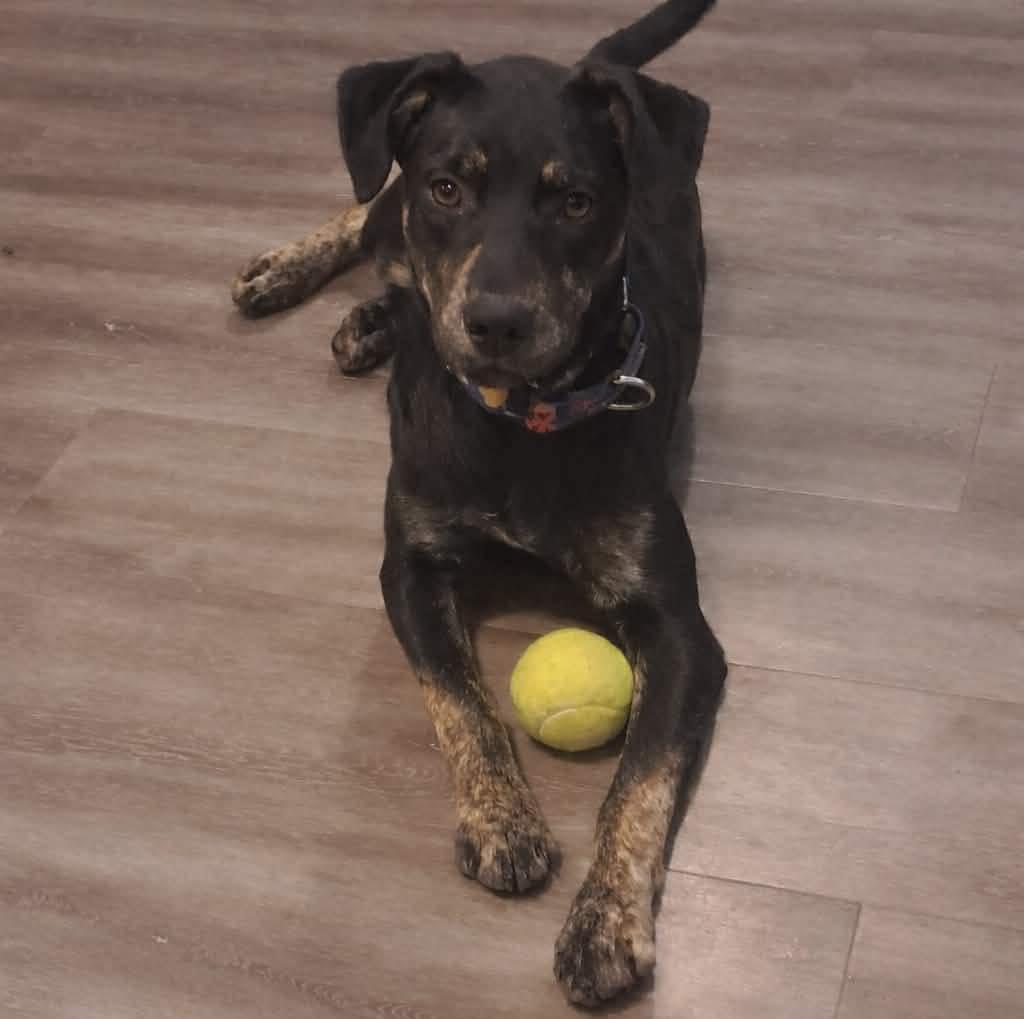 Enlarge Pumpkin, a ADOPTABLE mixed breed in Grand Island, NE image 3/4