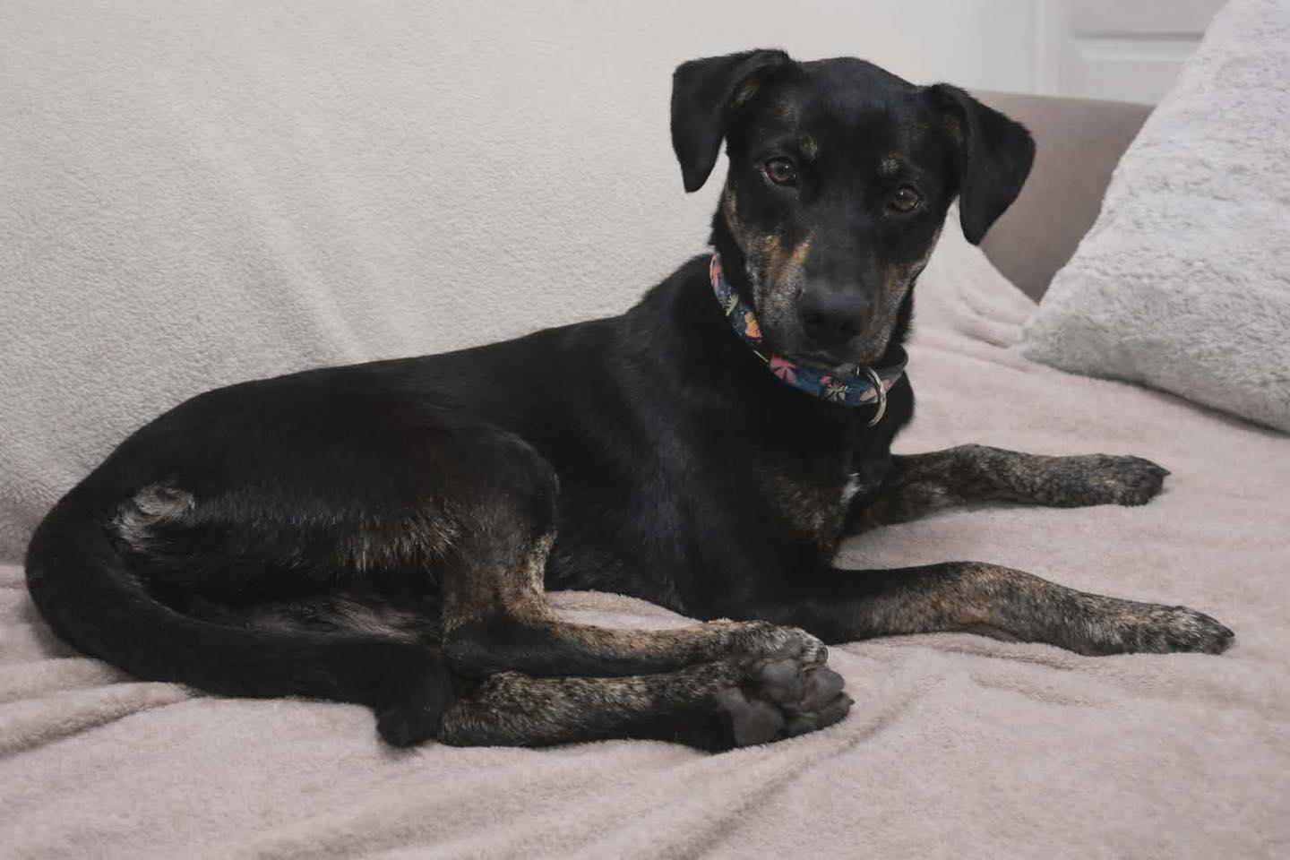 Enlarge Pumpkin, a ADOPTABLE mixed breed in Grand Island, NE image 4/4