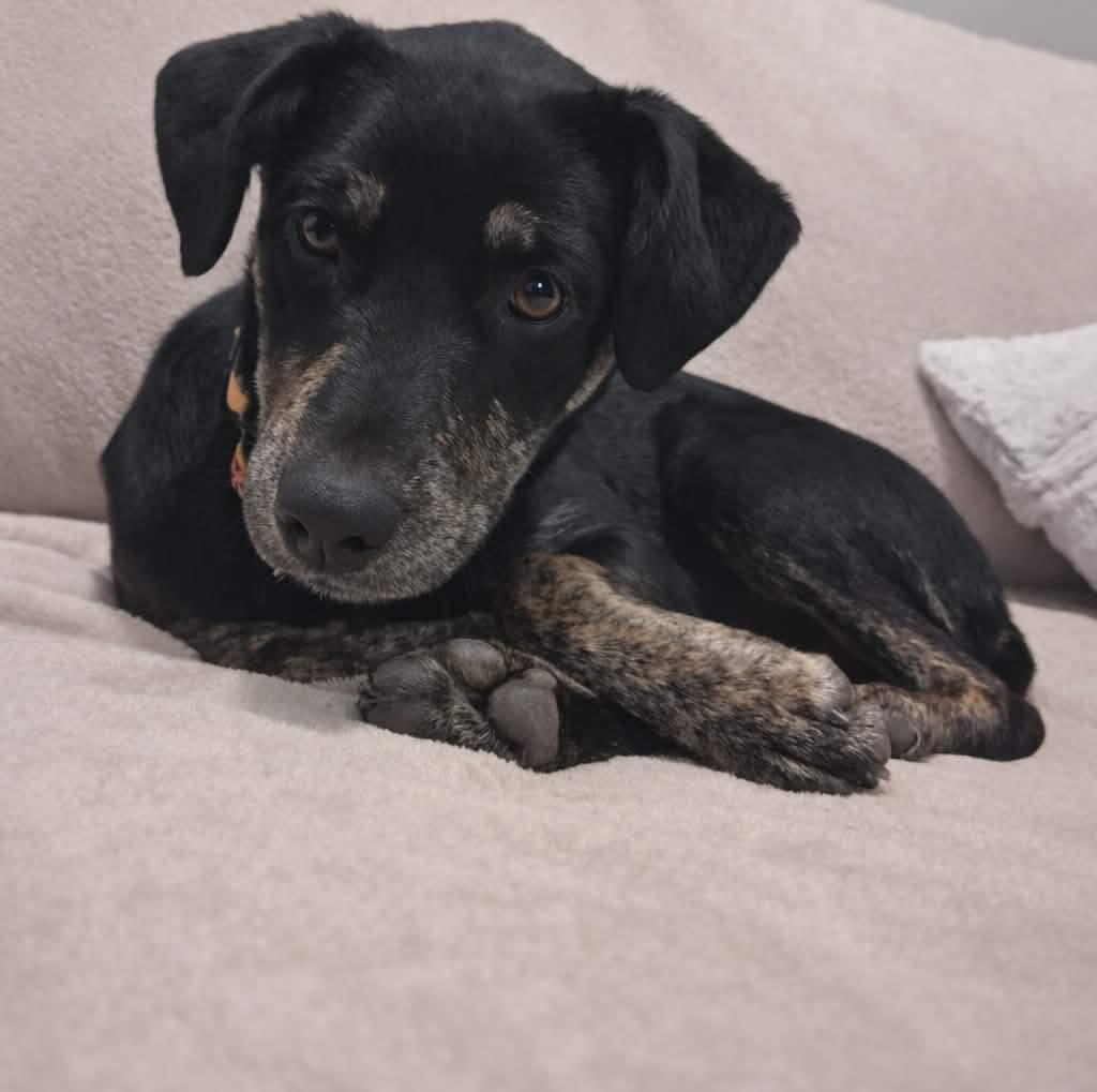 Pumpkin, ADOPTABLE, Puppy Female Mixed Breed.