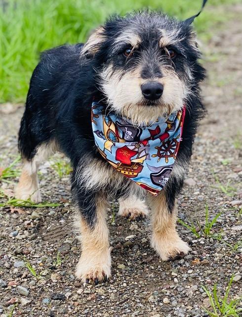 Enlarge Mcscruff, a ADOPTABLE mixed breed in Colusa, CA image 2/6