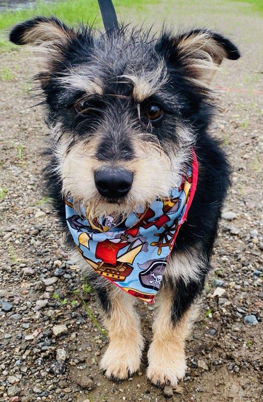 Enlarge Mcscruff, a ADOPTABLE mixed breed in Colusa, CA image 6/6