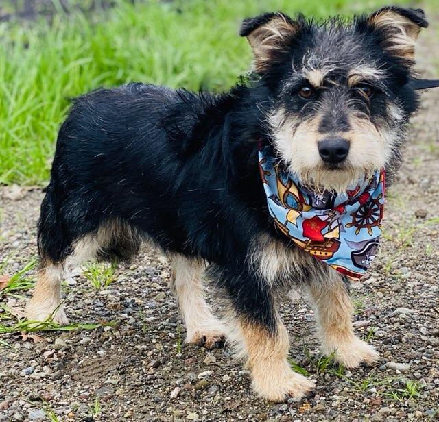 Enlarge Mcscruff, a ADOPTABLE mixed breed in Colusa, CA image 3/6