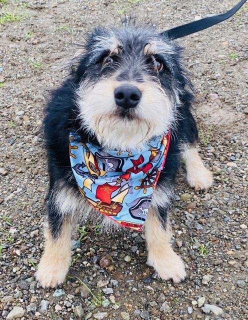 Enlarge Mcscruff, a ADOPTABLE mixed breed in Colusa, CA image 4/6