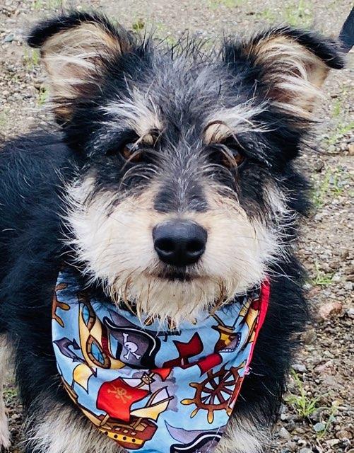 Enlarge Mcscruff, a ADOPTABLE mixed breed in Colusa, CA image 1/6