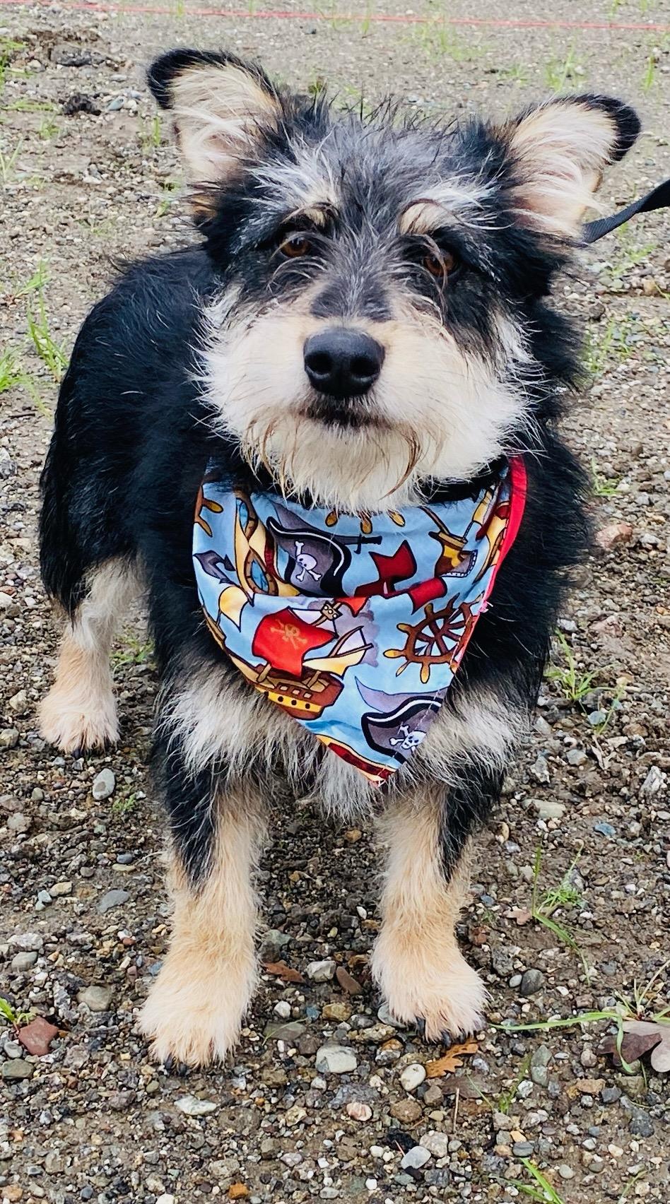 Enlarge Mcscruff, a ADOPTABLE mixed breed in Colusa, CA image 5/6