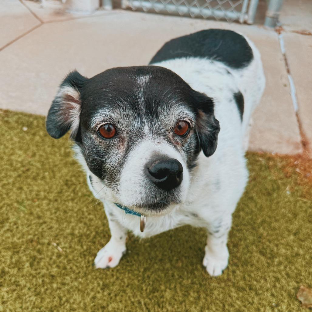 Enlarge Billie, a Adoptable mixed breed in Hays, KS image 4/6