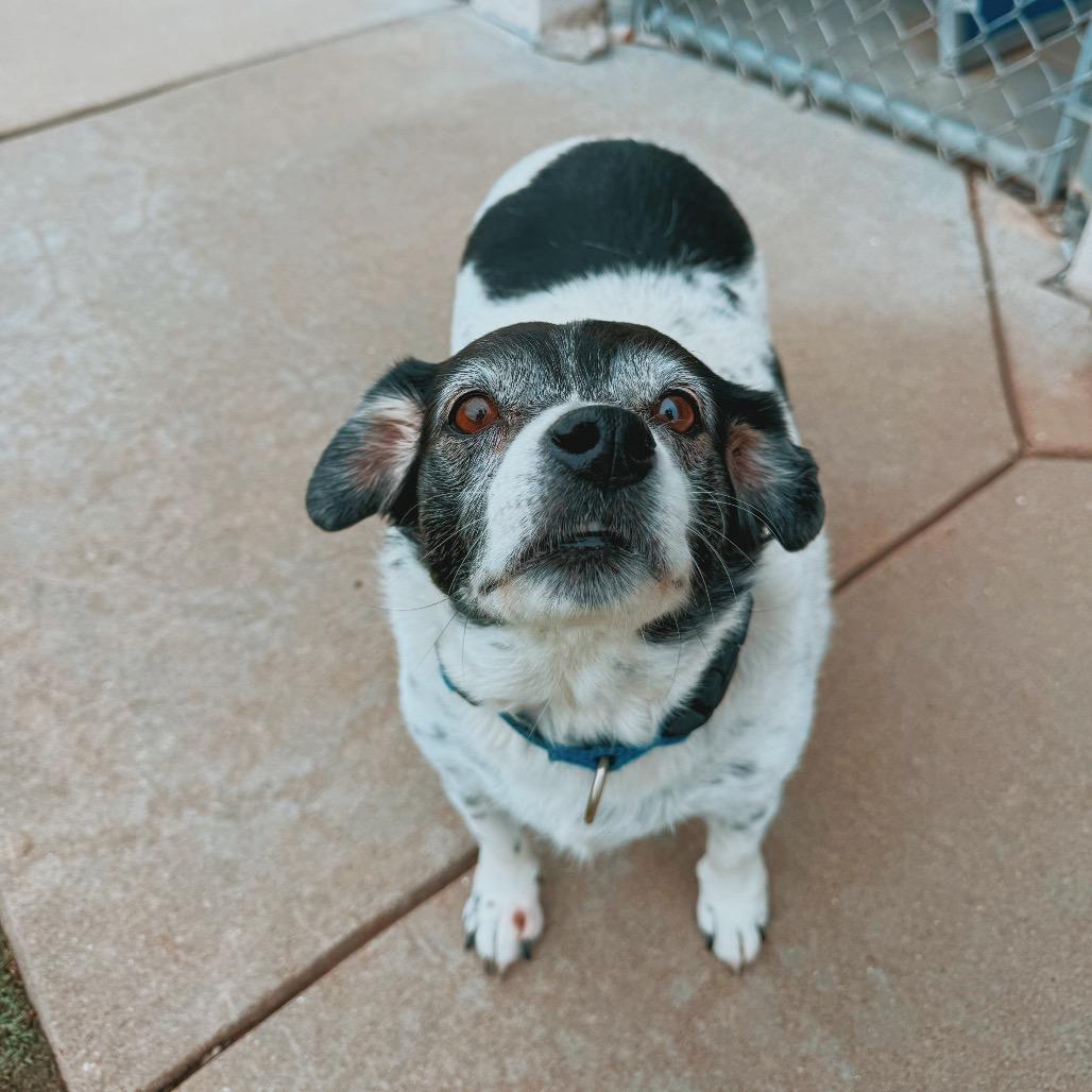Enlarge Billie, a Adoptable mixed breed in Hays, KS image 5/6