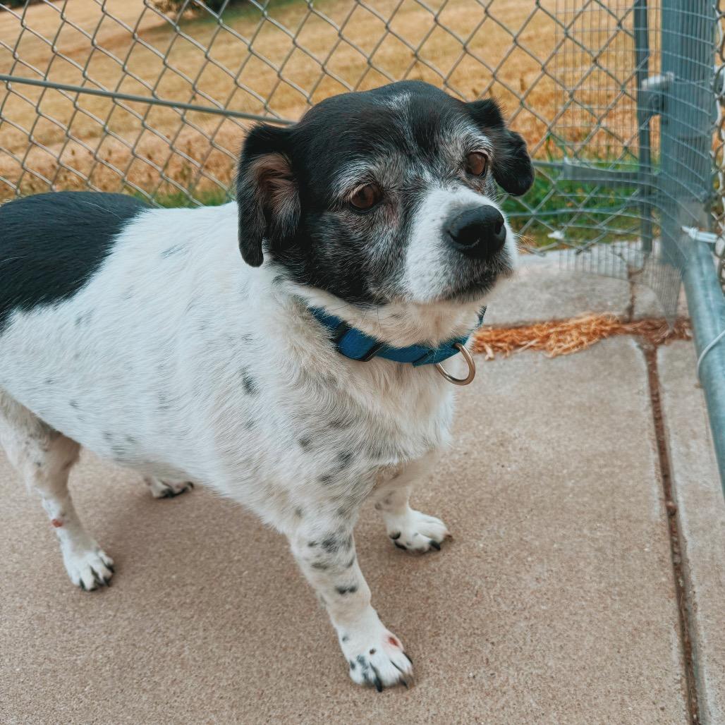 Enlarge Billie, a Adoptable mixed breed in Hays, KS image 6/6