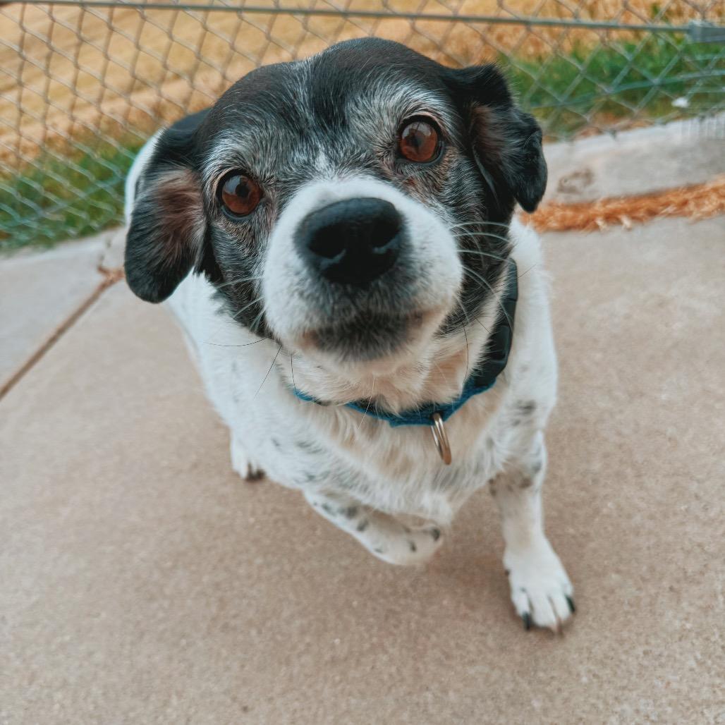 Enlarge Billie, a Adoptable mixed breed in Hays, KS image 2/6