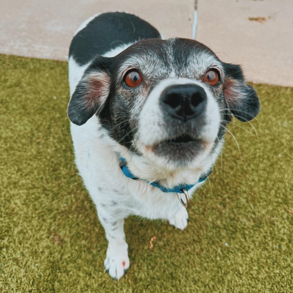 Billie, Adoptable, Senior Female Australian Cattle Dog / Blue Heeler.