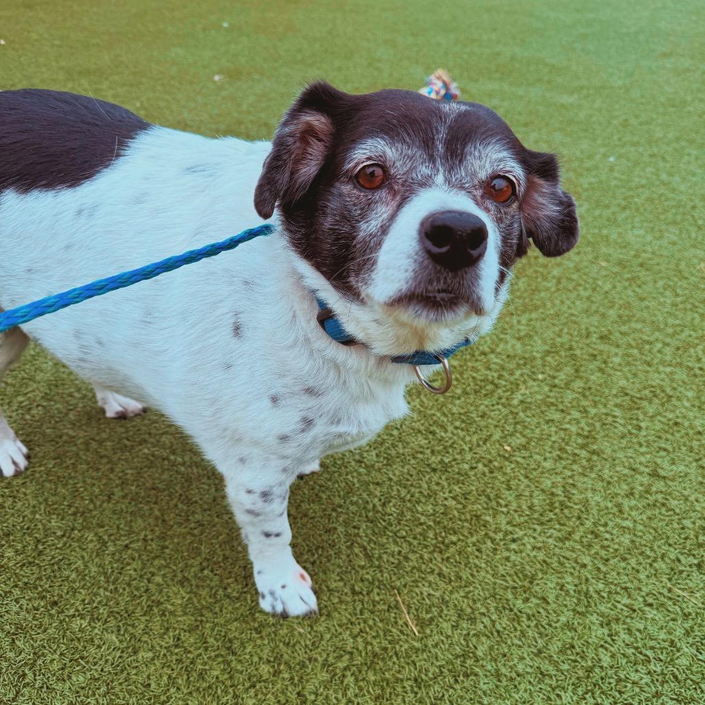 Enlarge Billie, a Adoptable mixed breed in Hays, KS image 3/6
