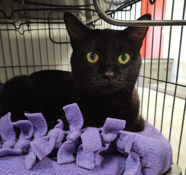 Harlo (Hobbs), Adoptable, Adult Female Domestic Short Hair.