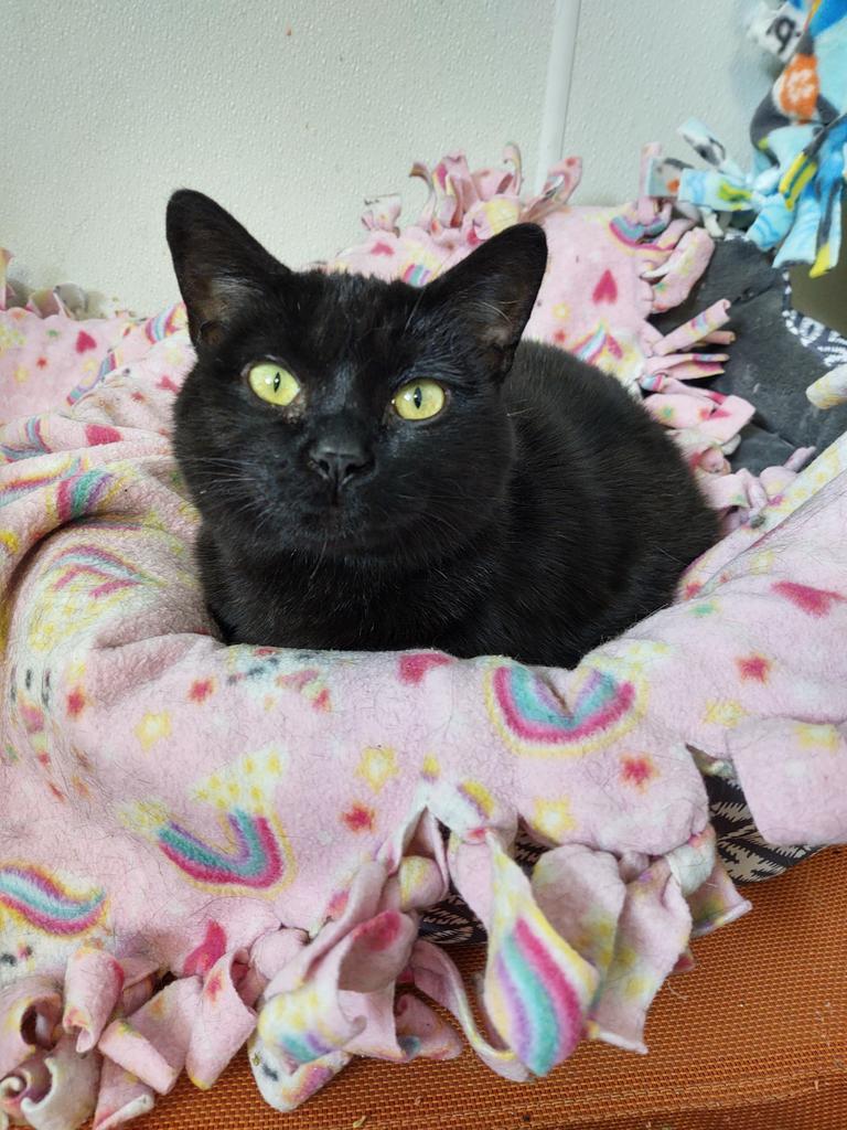 Enlarge Harlo (Hobbs), a Adoptable mixed breed in Saginaw, MI image 2/2