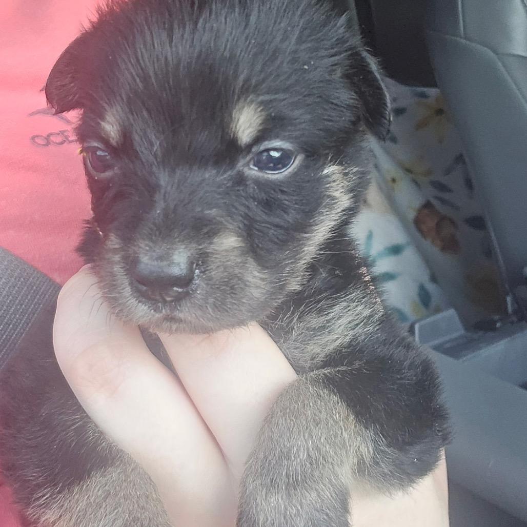 Jelly Bean, Adoptable, Puppy Female Husky & Mixed Breed.