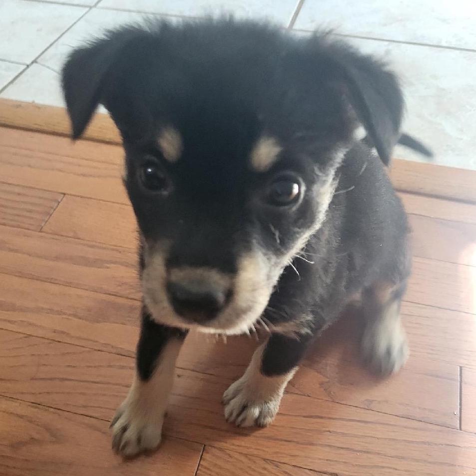 Enlarge Jelly Bean, a Adoptable mixed breed in Aberdeen, NC image 2/3