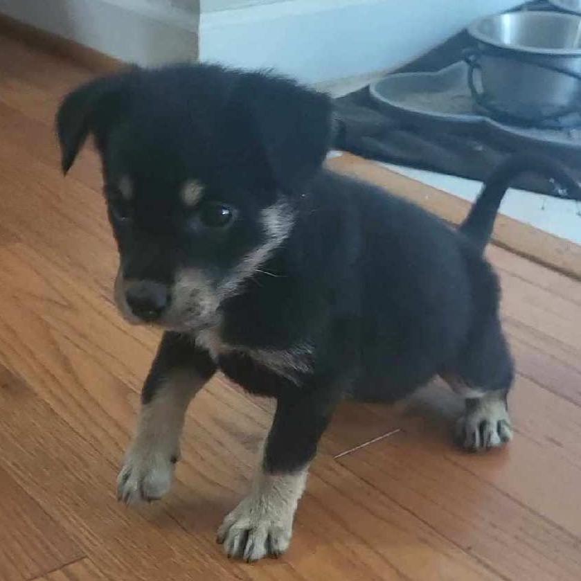Enlarge Jelly Bean, a Adoptable mixed breed in Aberdeen, NC image 3/3
