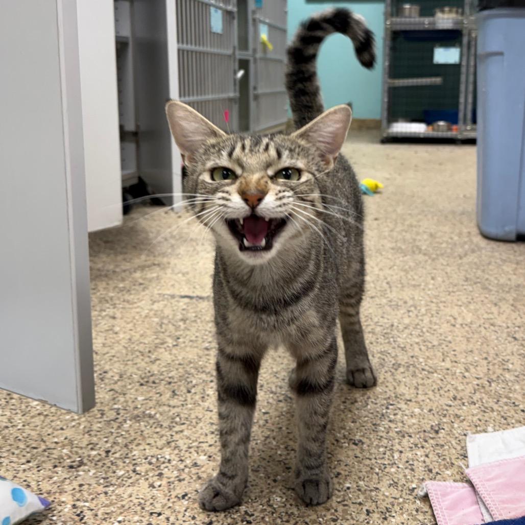 Columba, a Adoptable Domestic Short Hair in Durango, CO image 1/2