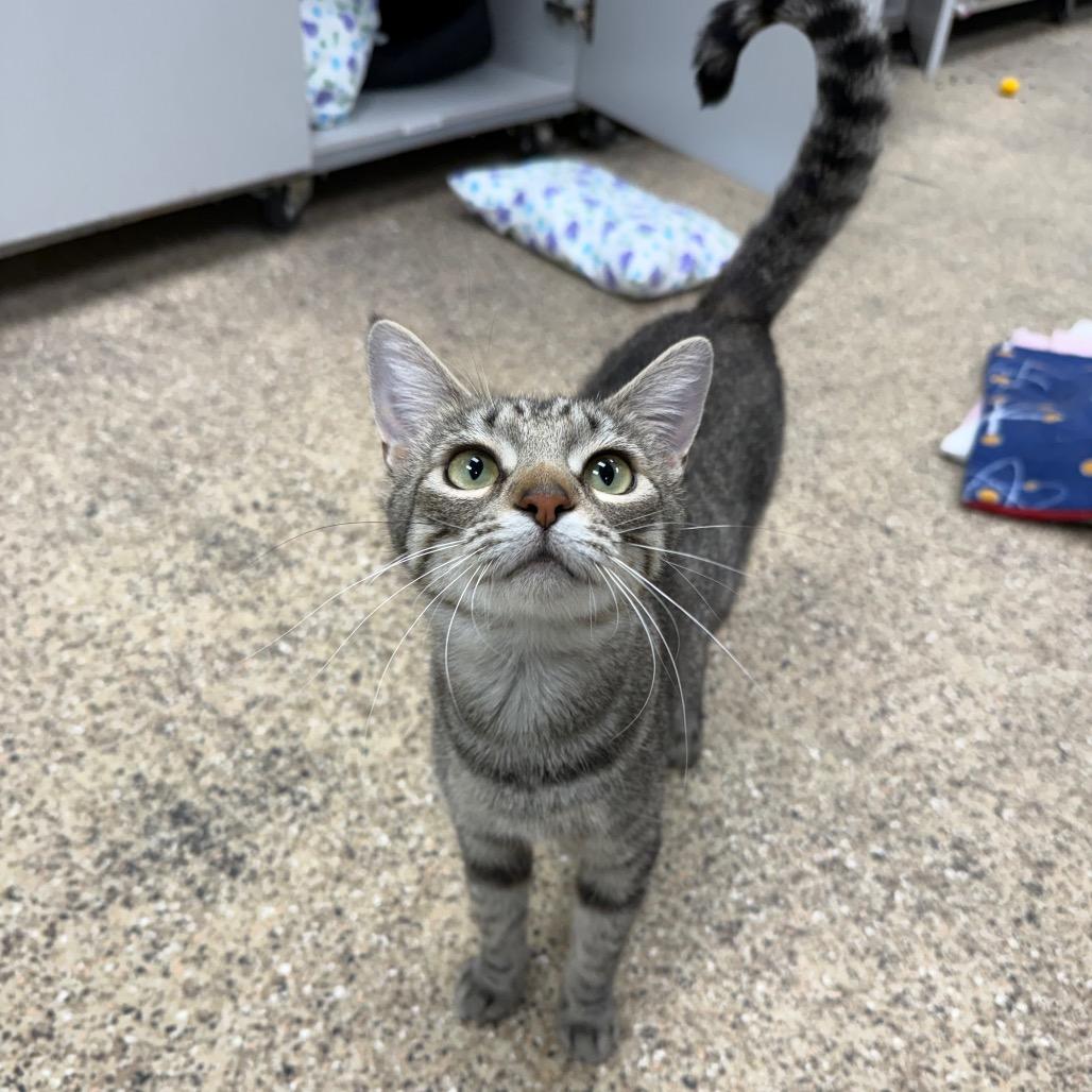 Columba, a Adoptable Domestic Short Hair in Durango, CO image 2/2