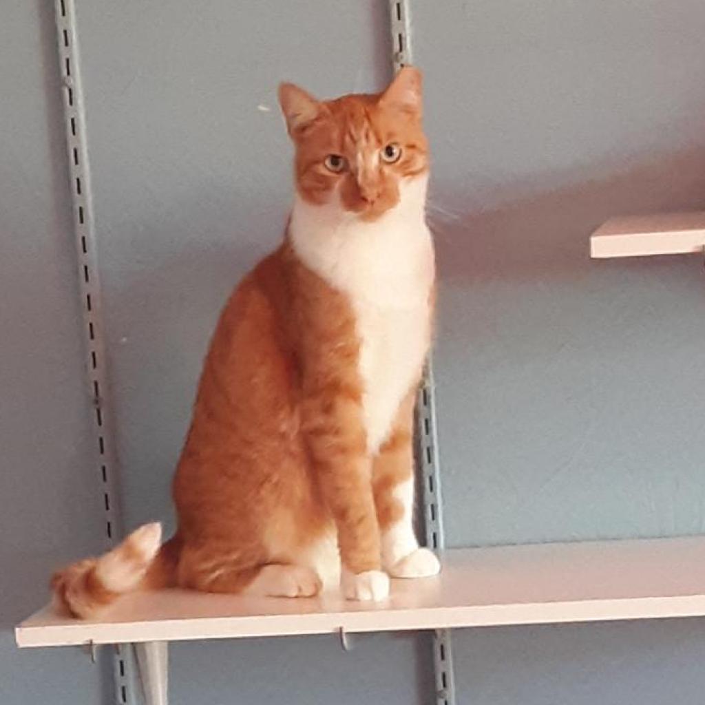 Charlie, Adoptable, Senior Male Domestic Short Hair.