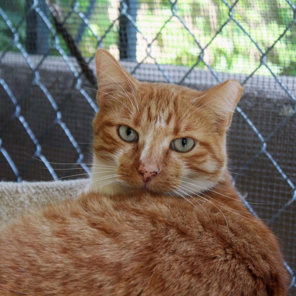 Enlarge Charlie, a Adoptable Domestic Short Hair in Tucson, AZ image 2/3