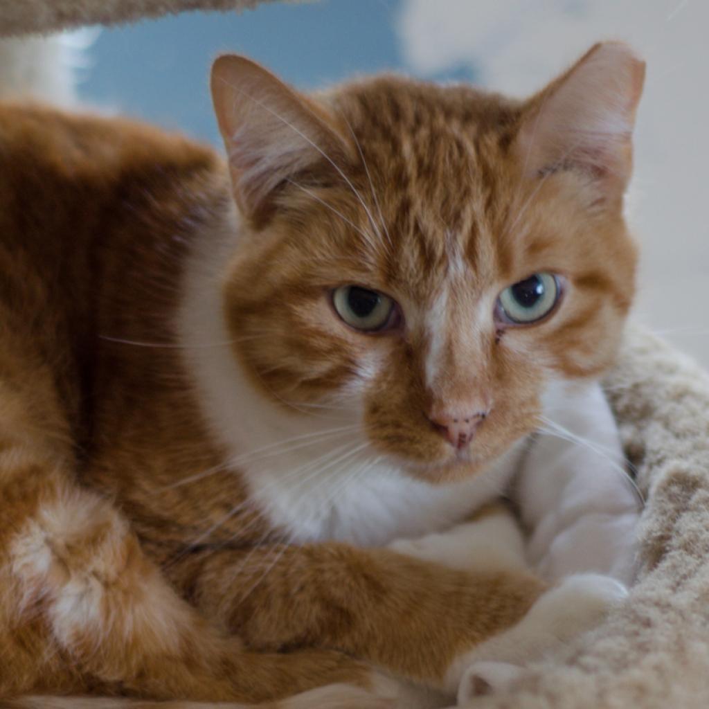 Enlarge Charlie, a Adoptable Domestic Short Hair in Tucson, AZ image 3/3