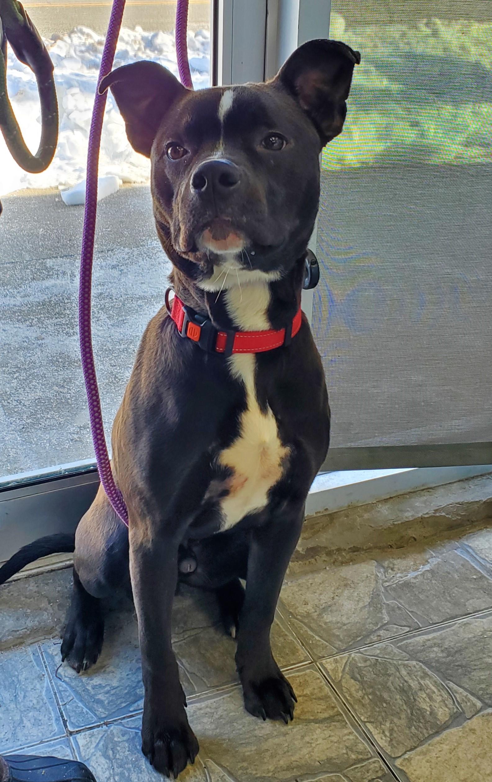 Enlarge Buster, a ADOPTABLE Pit Bull Terrier in Jersey city, NJ image 1/2