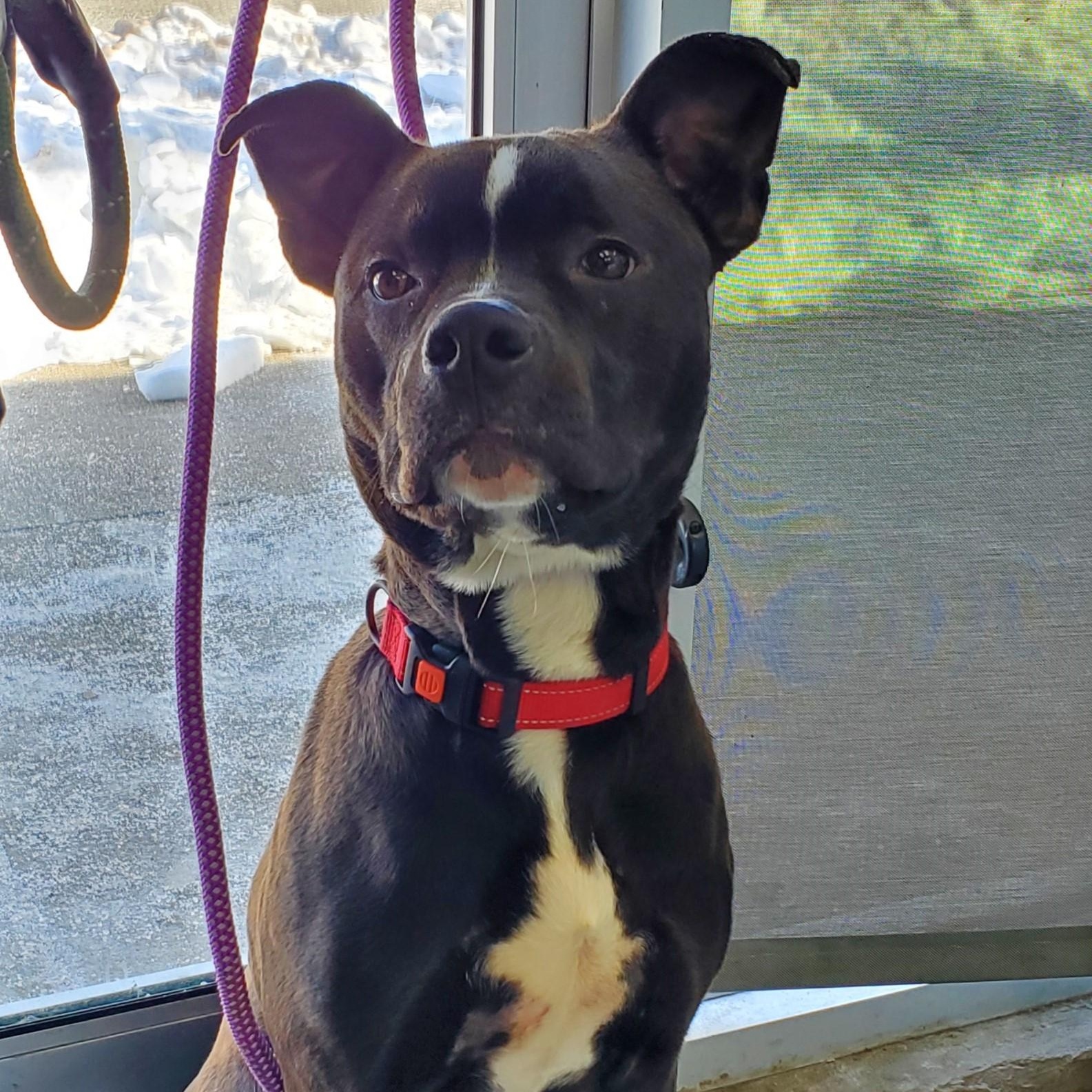 Buster, a ADOPTABLE Pit Bull Terrier in Jersey city, NJ image 1/2