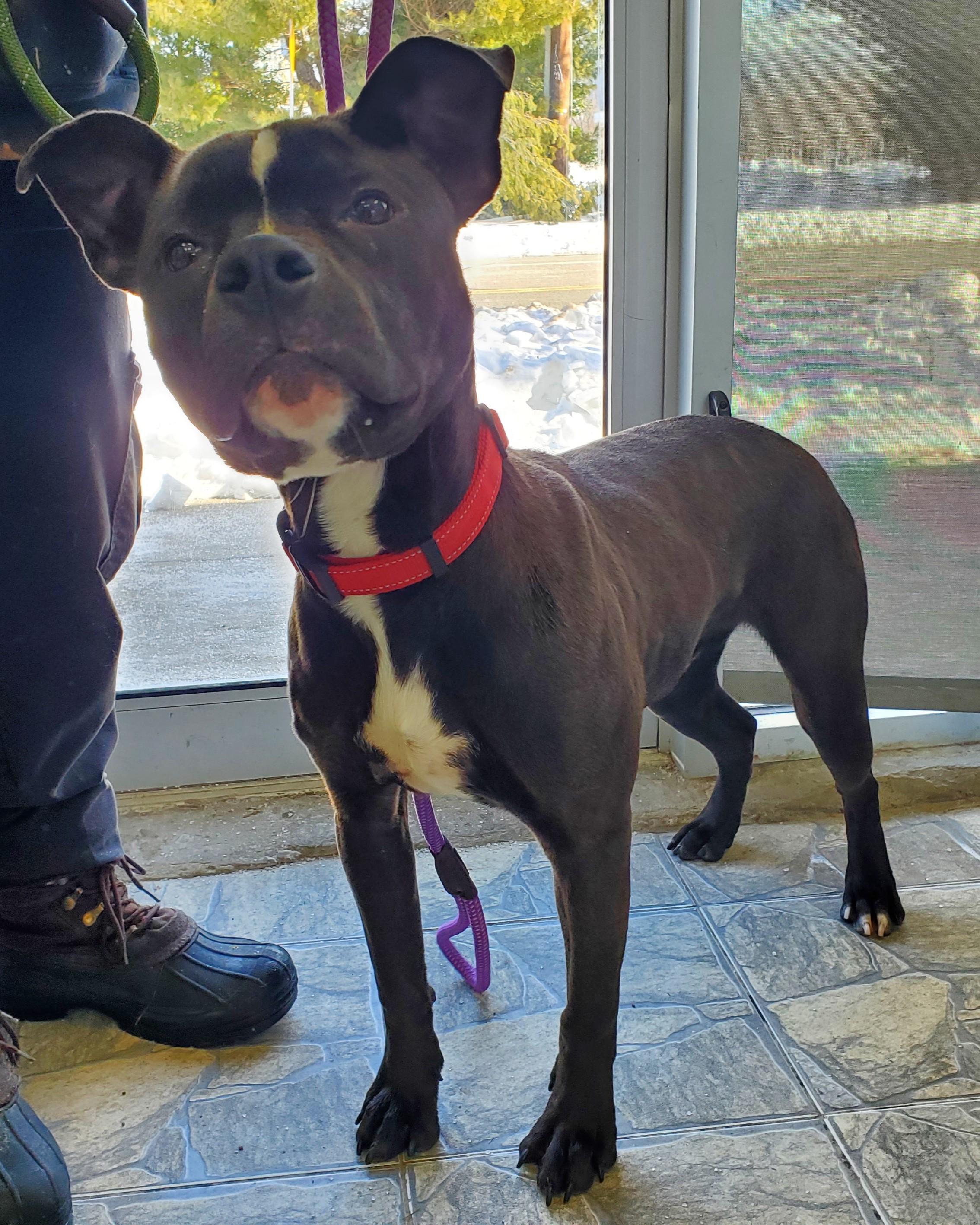 Enlarge Buster, a ADOPTABLE Pit Bull Terrier in Jersey city, NJ image 2/2
