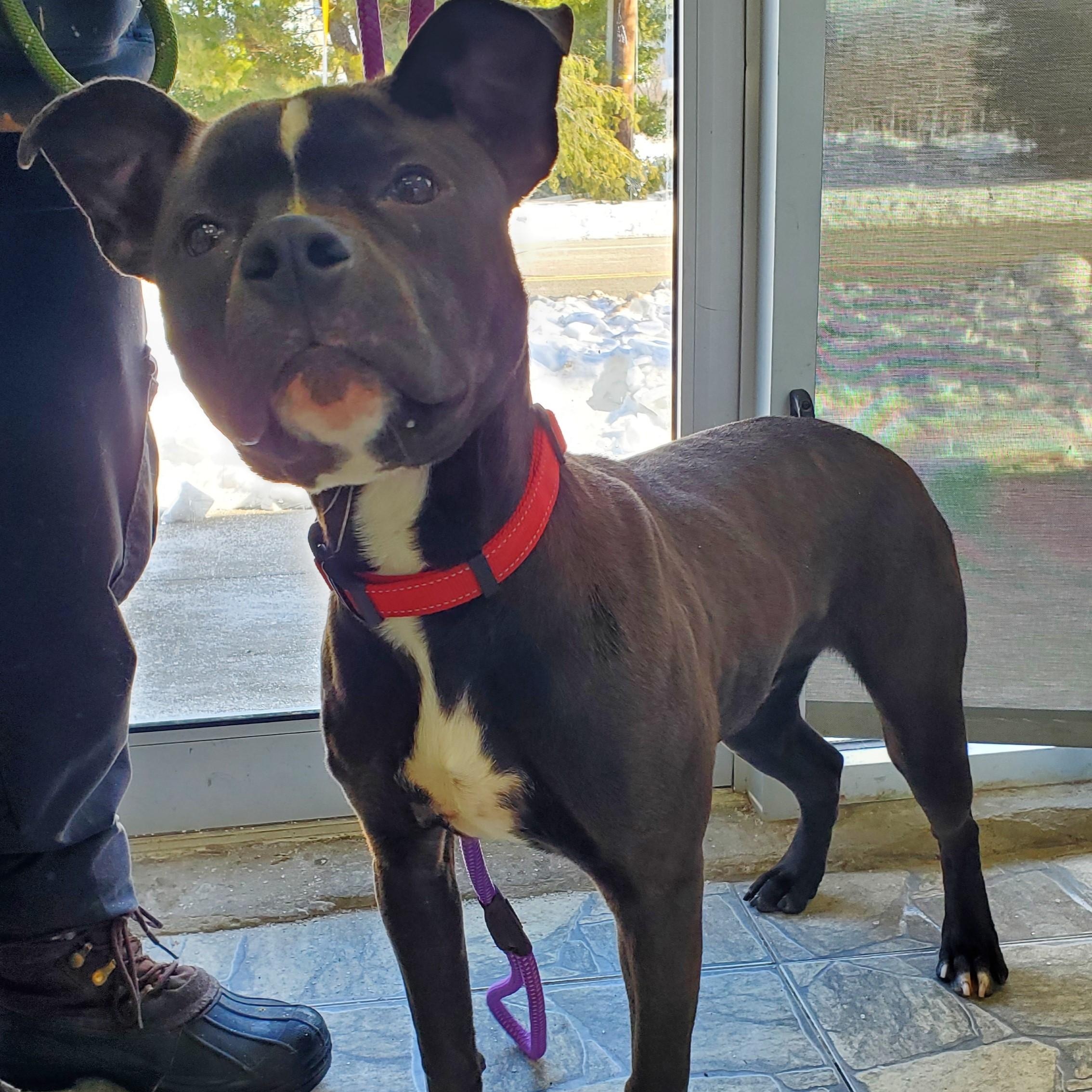 Buster, a ADOPTABLE Pit Bull Terrier in Jersey city, NJ image 2/2