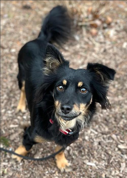 Enlarge Landon Adoption, a Adopted mixed breed in Cranston, RI image 1/3