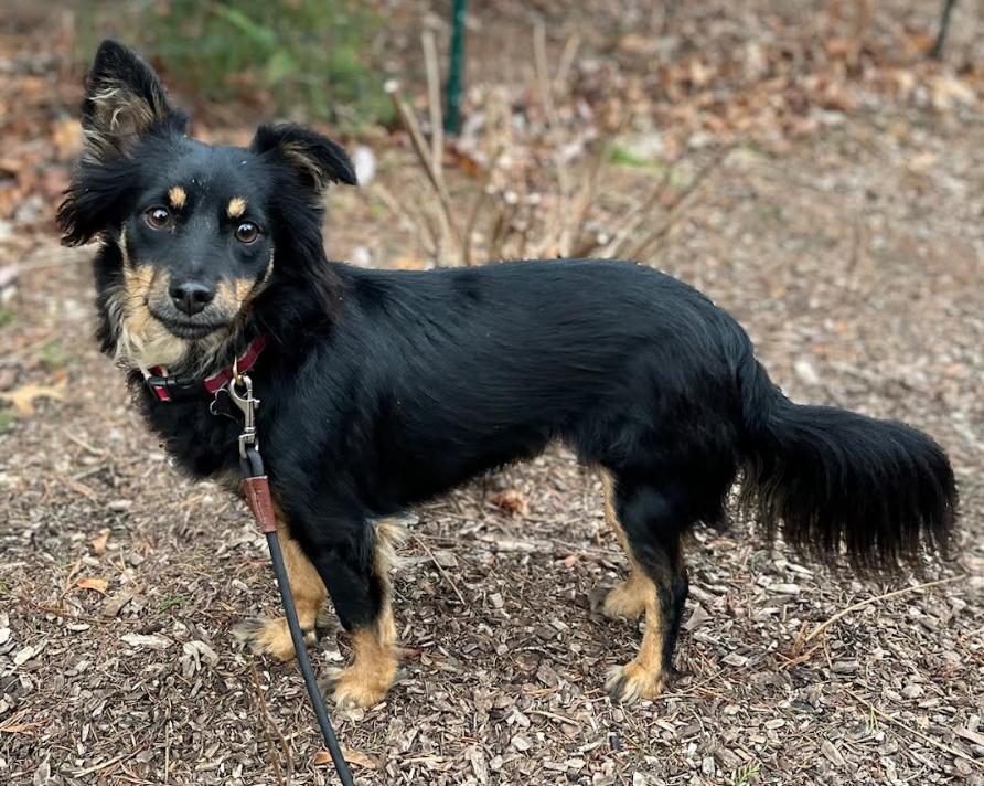 Enlarge Landon Adoption, a Adopted mixed breed in Cranston, RI image 2/3