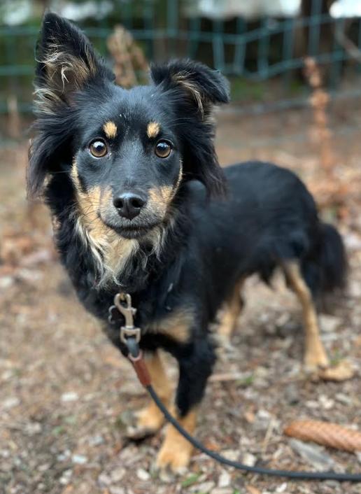 Enlarge Landon Adoption, a Adopted mixed breed in Cranston, RI image 3/3