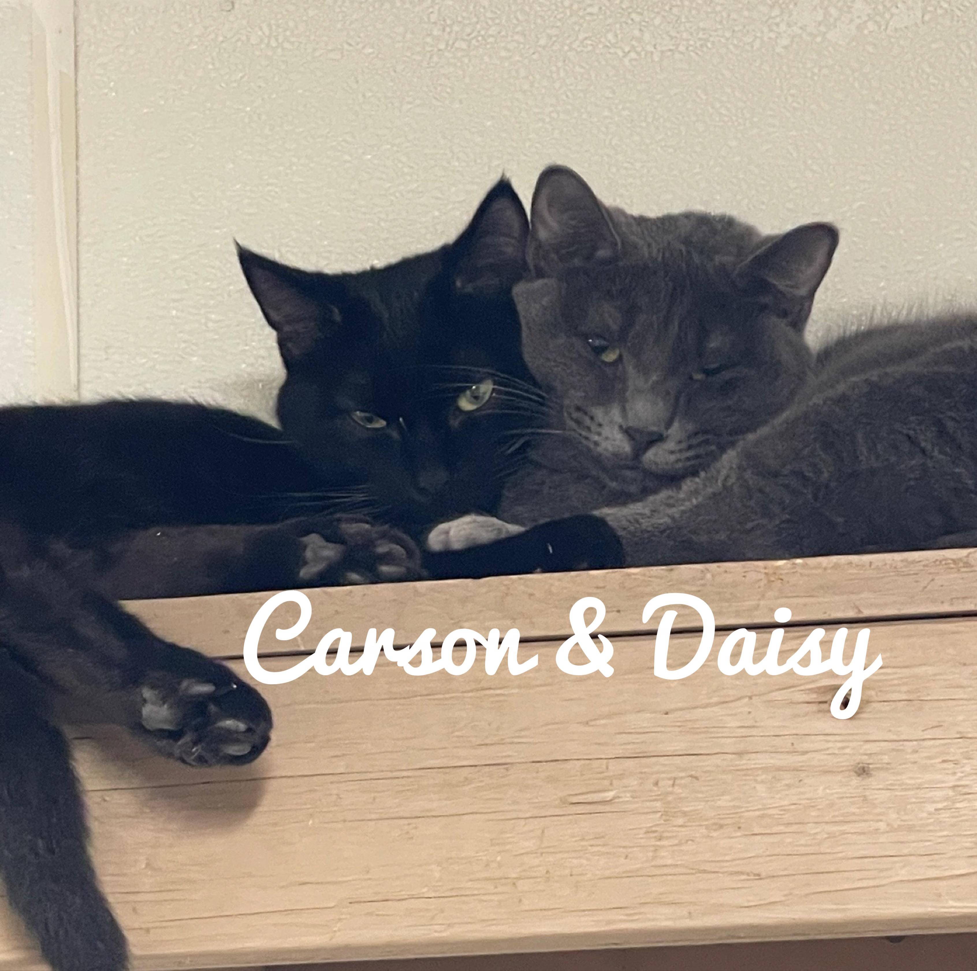 Carson, Adoptable, Young Male Domestic Short Hair.