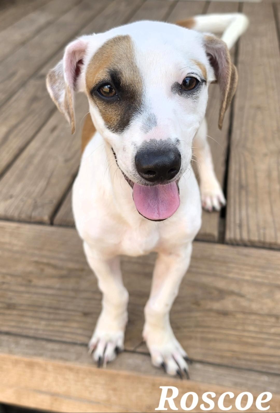 Enlarge Roscoe, a Adopted mixed breed in Ridgefield, NJ image 3/3