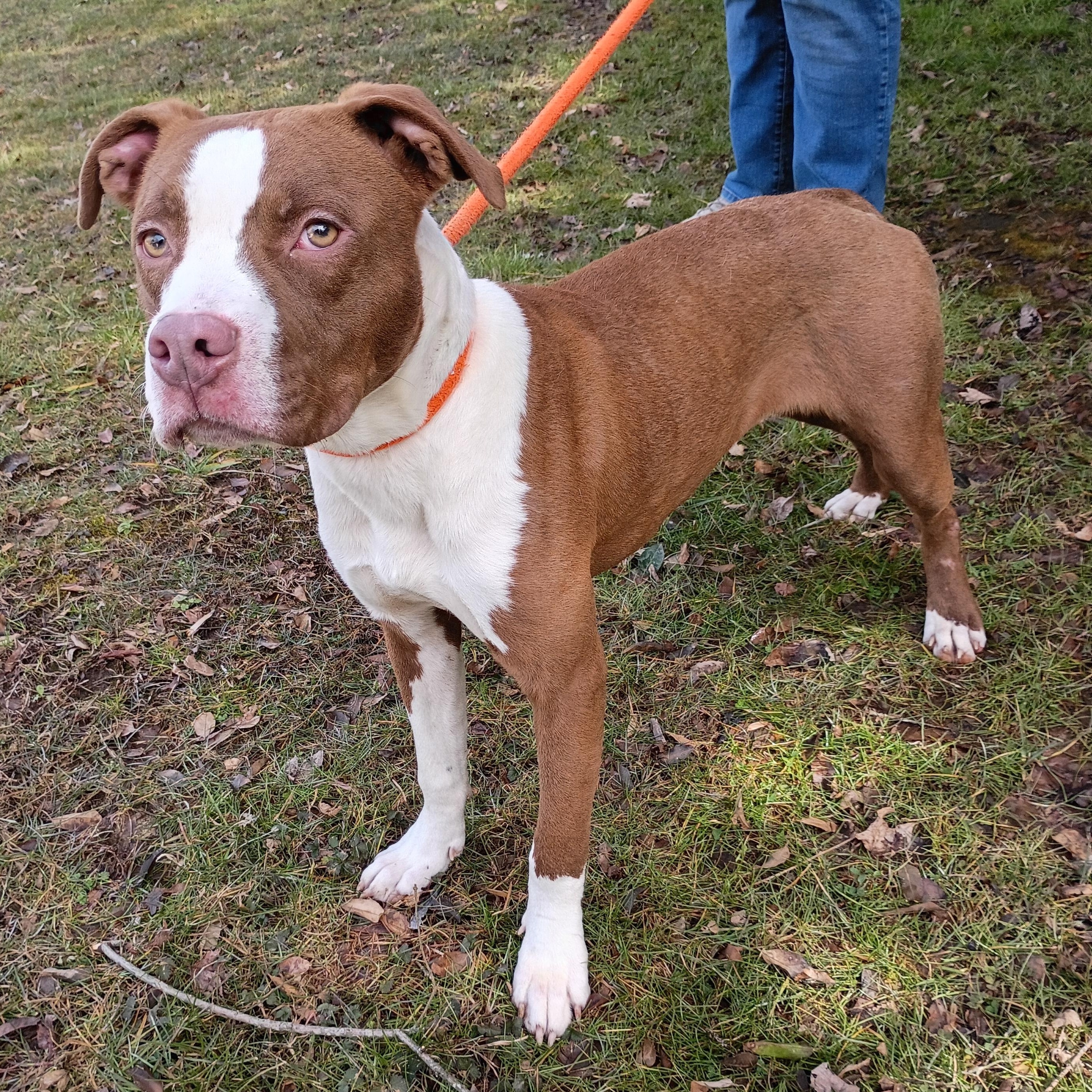Tequila, ADOPTABLE, Young Female American Staffordshire Terrier & Labrador Retriever.