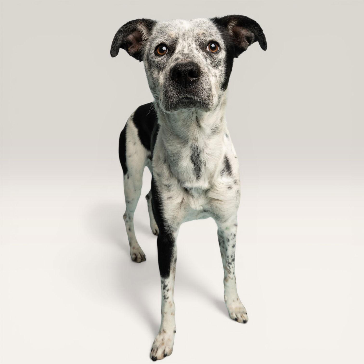 Enlarge Big Tex, an adopted Australian Cattle Dog / Blue Heeler in Richardson, TX image 1/1