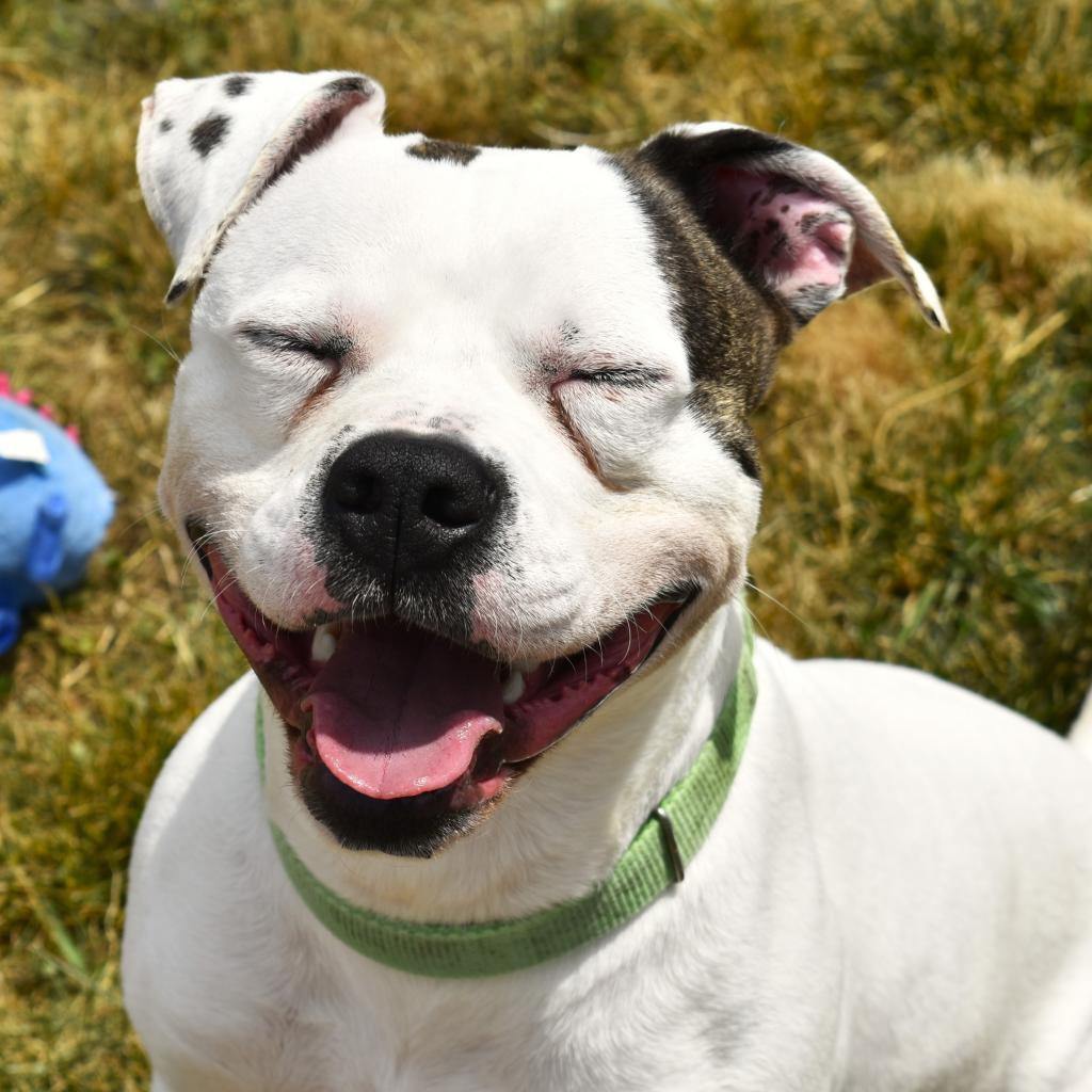 Patton, Adoptable, Adult Male Terrier.