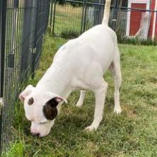 Enlarge Patton, a Adoptable Terrier in Waynesboro, PA image 2/6