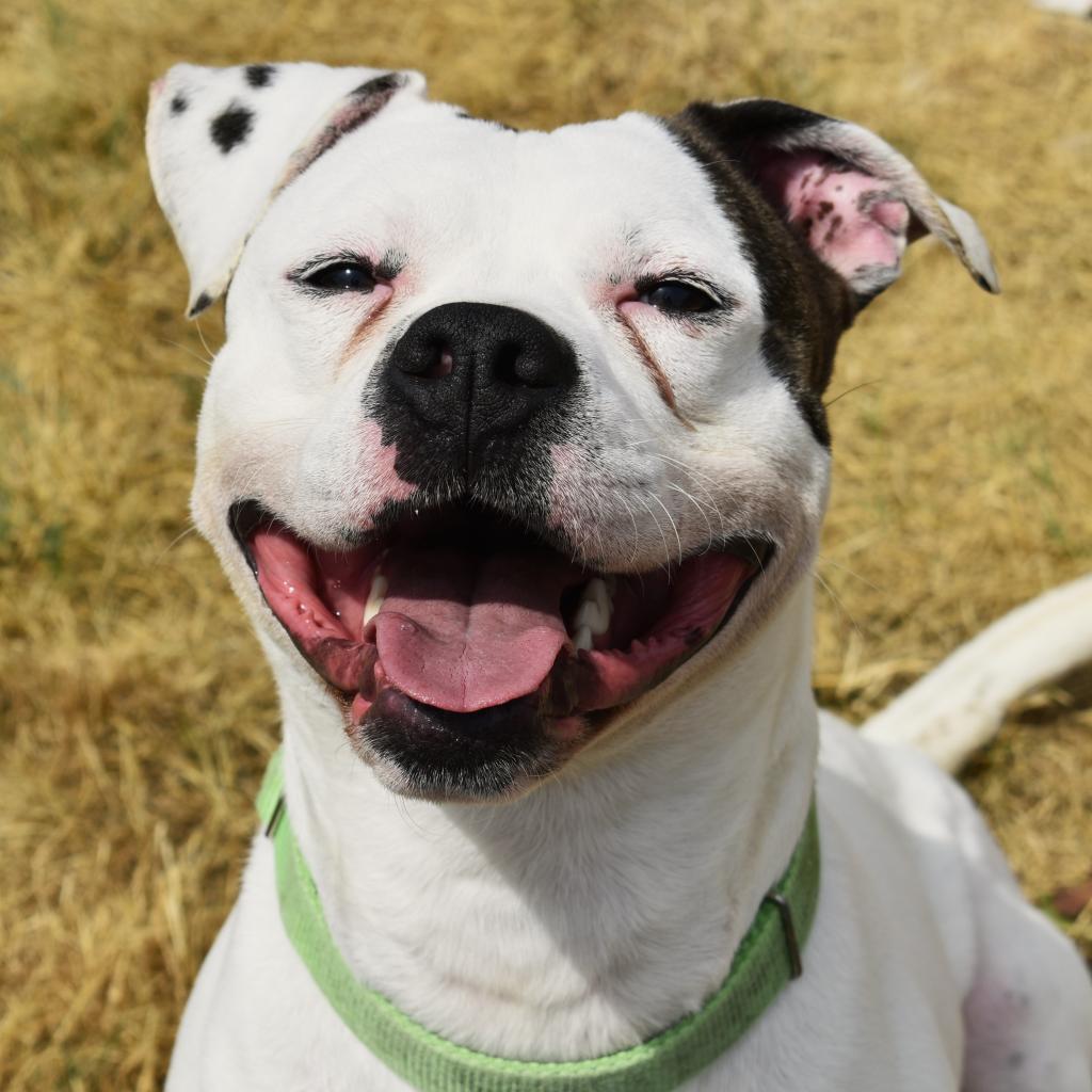 Enlarge Patton, a Adoptable Terrier in Waynesboro, PA image 3/6