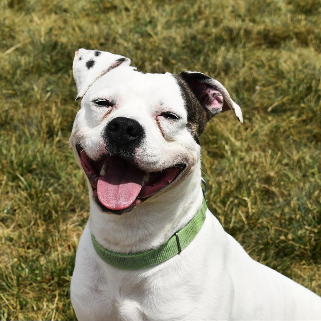 Enlarge Patton, a Adoptable Terrier in Waynesboro, PA image 4/6