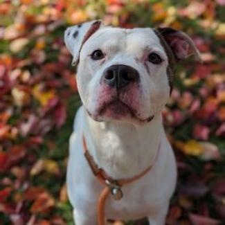 Enlarge Patton, a Adoptable Terrier in Waynesboro, PA image 5/6