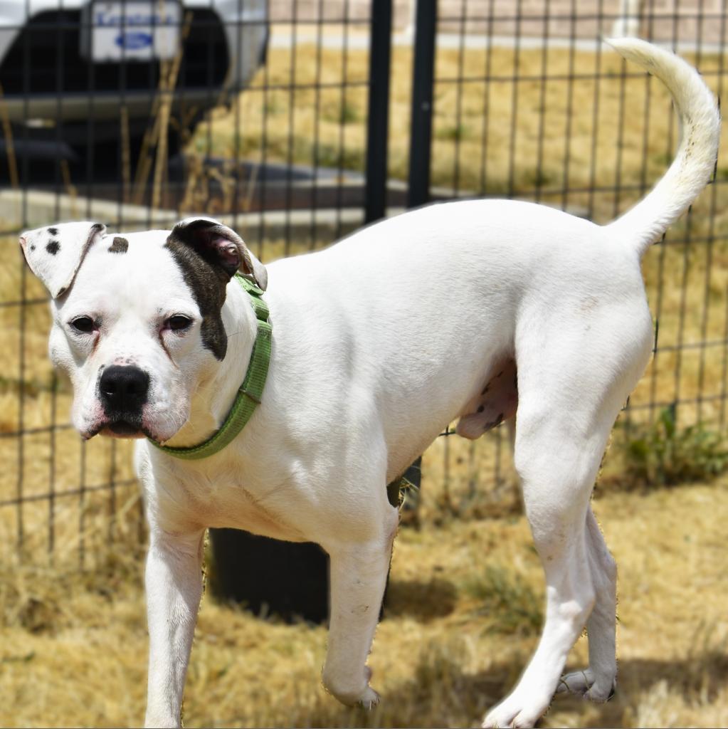 Enlarge Patton, a Adoptable Terrier in Waynesboro, PA image 6/6
