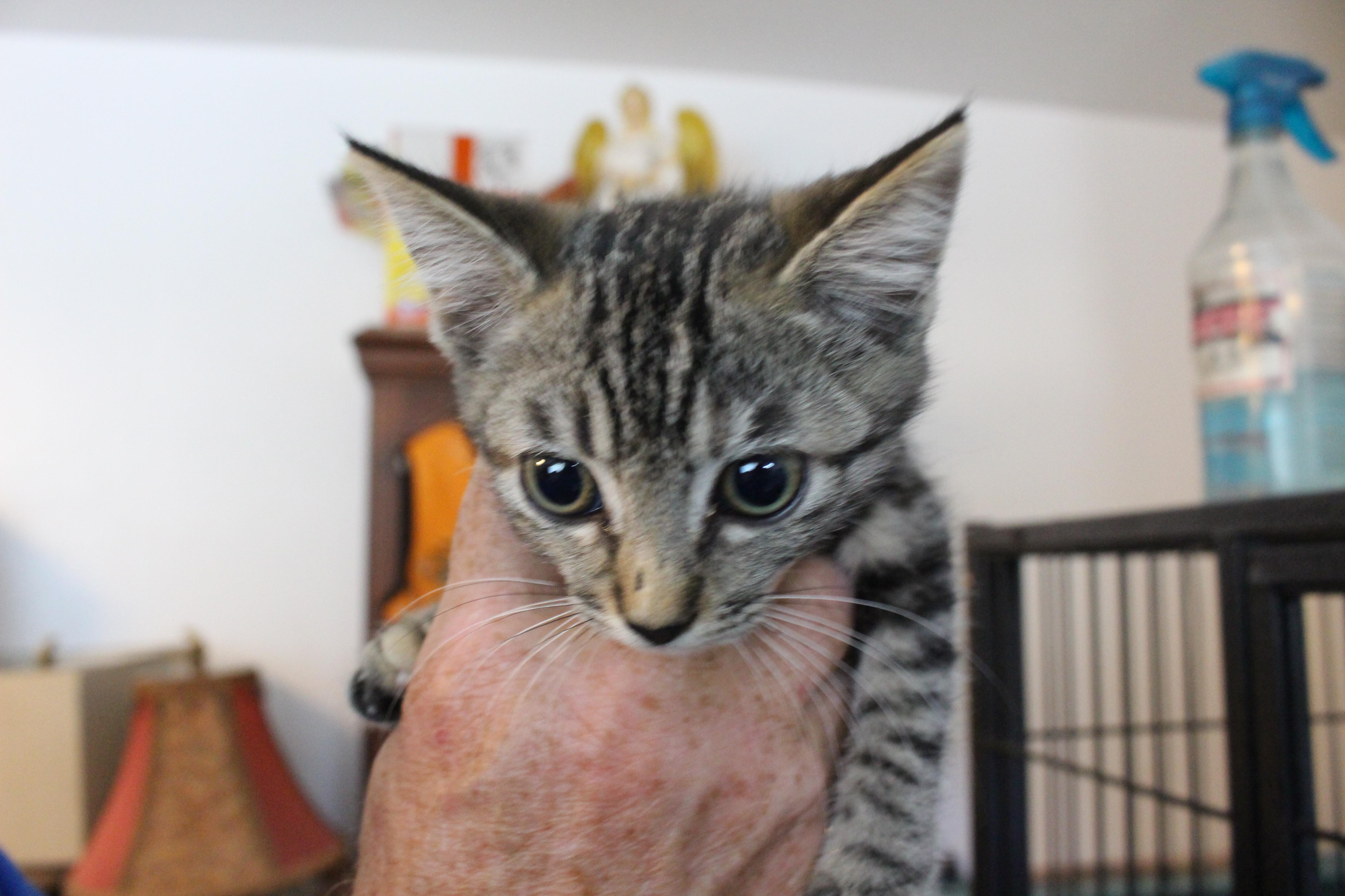 Enlarge 0701-2606, a ADOPTABLE Domestic Short Hair in Turlock, CA image 1/1